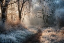 Photo Of A Frost-covered Forest Path