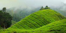 Tea Plantation At Cameron Highland,in Malaysia