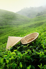 Wall Mural - bamboo hat laying on tea at cameron highlands ,in Malaysia