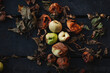 Rotten apples on dark wooden background. Autumn fruits on garden terrace. Low-key, artistic, beautiful, natural still life. End of summer, harvest, death, oldness concept. Monilia fungus infection