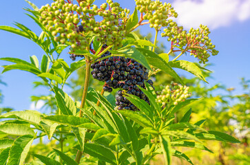 Wall Mural - Tassels of elderberry berries on branches. Medicinal plant, traditional medicine