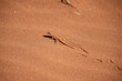 Désert de dunes au porte du Namib, Sud-Est de la Namibie