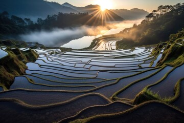 Sticker - layered rice terraces reflecting sunlight at dawn