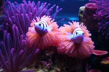 A Pair Of Anemonefish Protecting Their Anemone Home