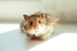 Goldhamster. Curious hamster. Small pet.