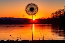 Dandelion Seed Head Silhouette During Sunset