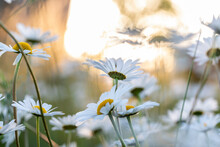 Flowering White Marguerites Flowers At Summer