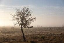 View Of Single Tree On Meadow At Foggy Morning