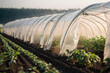 Open tunnel rows of potato bushes plantation and an irrigation canal filled with water. Growing early potatoes under protective plastic cover. Greenhouse effect. Agroindustry and agriculture.