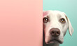 Creative animal concept. Labrador Retriever dog puppy peeking over pastel bright background. advertisement, banner, card. copy text space. birthday party invite invitation