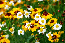 Field Of Camomiles And Coreopsis Flowers  At Nature