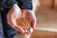 Cupped Hands Showing Wheat Seeds