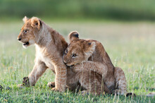 African Lion Cubs (Panthera Leo) Age Four Months, Playing, Big Marsh, Near Ndutu, Ngorongoro Conservation Area / Serengeti National Park, Tanzania. 