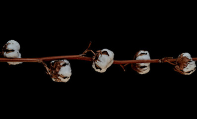 a sprig of cotton lies on a black background