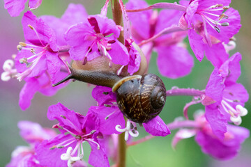 Wall Mural - Snail on fireweed flower after rain  close up