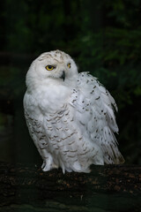 Wall Mural - Snowy owl sitting bird in detail.