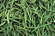 Phaseolus vulgaris 'vert d'Italie' , Haricot vert