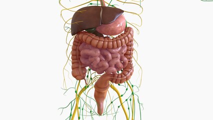 Wall Mural - Human Digestive System Anatomy For Medical Concept 3D Rendering