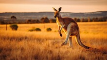 Animal Wildlife Photography Kangaroo With Natural Background In The Sunset View, AI Generated Image