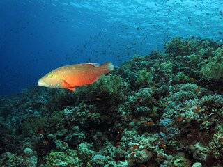 Wall Mural -  A Bandcheek wrasse Oxycheilinus digramma