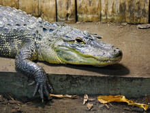 Closeup Of A American Alligator (Alligator Mississippiensis) Showing His Teeth 