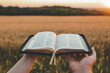 Open bible in hands, sunset in the wheat field, christian concept