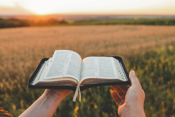 Wall Mural - Open bible in hands, sunset in the wheat field, christian concept