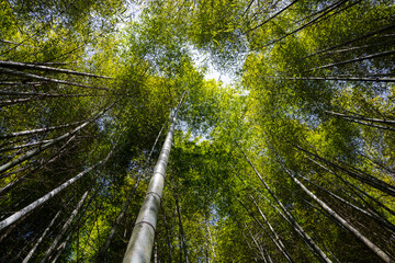 Wall Mural - bottom view of bamboo tree forest