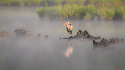 great blue heron at sunrise in huntley meadows