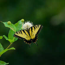 Swallowtail Butterfly At Huntley Meadows