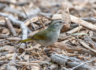 Sticker - Olive Sparrow Emerging From a Texas Thicket