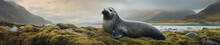 A Banner Photo Of A Seal In Nature