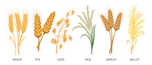 Cereals Set. Wheat, Rye, Oats, Rice, Barley, Millet, Spikelets. Harvest, Agriculture. Illustration, Vector