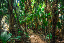 Path In The Jungle In Vallee De Mai