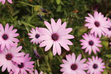 Bright Lights Daisybushes Aka African Daisies (Osteospermum) Bush With A Single Bloom Centred