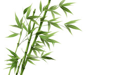 Whispers Of Bamboo Leaves Isolated On Transparent Background. Generative AI