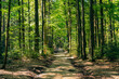 droga przez las liściasty