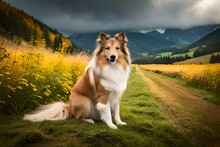 Sitting Border Collie Dog  In Beautiful Meadows In Background