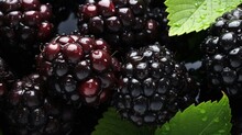 A Close-up Of A Bunch Of Blackberries  Ripe And Juicy  On A Branch.