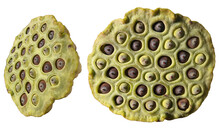 Lotus Pods With Seeds Isolated On Transparent Background.
