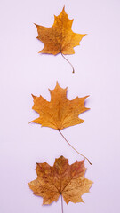 Wall Mural - Symbol of autumn maple leaves on purple background. Vertical banner, flat lay, copy space, top view
