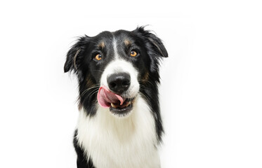 Portrait hungry border collie puppy dog licking its lips with tongue. Isolated on white background