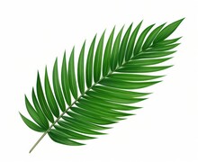 Green Palm Leaf Isolated