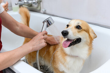 Funny portrait of a welsh corgi pembroke dog showering.