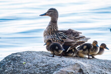 Adult Duck With Many Ducklings Sits On Green Shore Of Pond