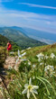 A bunch of white daffodils growing on top of Vojak with the panoramic view on Mediterranean Sea in Croatia. The mountain is overgrown with lush green plants. A silvette of a hiking woman in the back