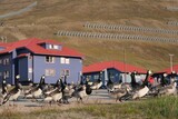 Fototapeta  - Flock of geese barnacles in center city of Longyearbyen. Former mining town Longyearbyen, capital of Svalbard, Spitsbergen, Norway. 
