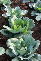 Wall Mural - Cabbage grows in the garden.