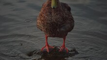 Duck Close-up. Bird Face. Bird Swims In The Lake, River. Duck In Slow Motion. Duck Cleaning Itself During.