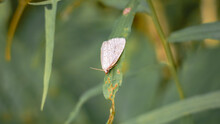 White Moth Rests On Green Garden Leaf In Macro Photo On Green Nature Background